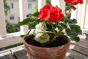Punakukkaisen pelargonian lehden alapinnalla ja kukkavarressa on vihreitä kirvoja