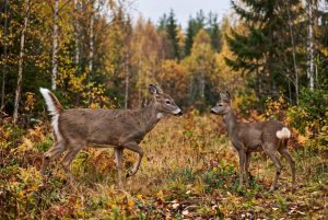 Valkohäntäpeura nostaa pitkän häntänsä ja metsäkauris näyttää valkoisen peräpeilinsä syksyisen metsän reunassa